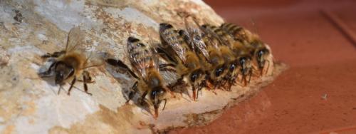 Bienen001