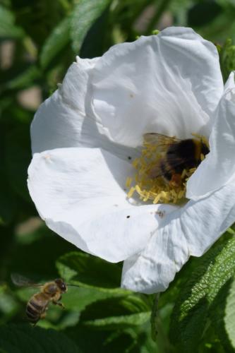 Bienen004