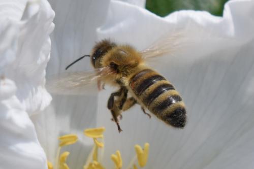 Bienen005