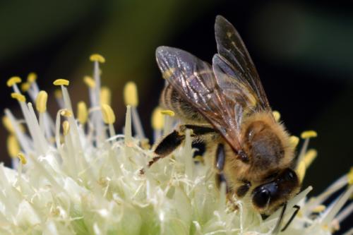 Bienen007