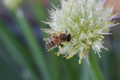 Bienen008