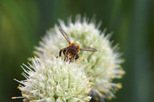Bienen009