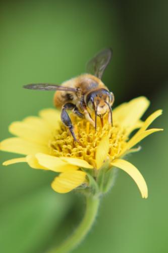 Bienen010