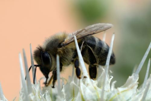 Bienen011