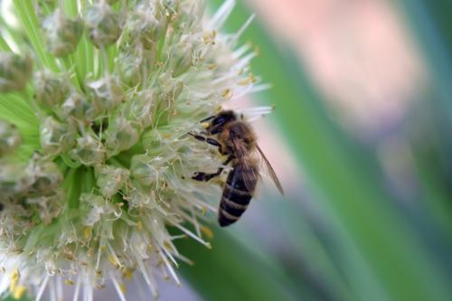 Bienen012