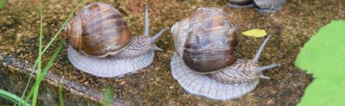 Schnecke002